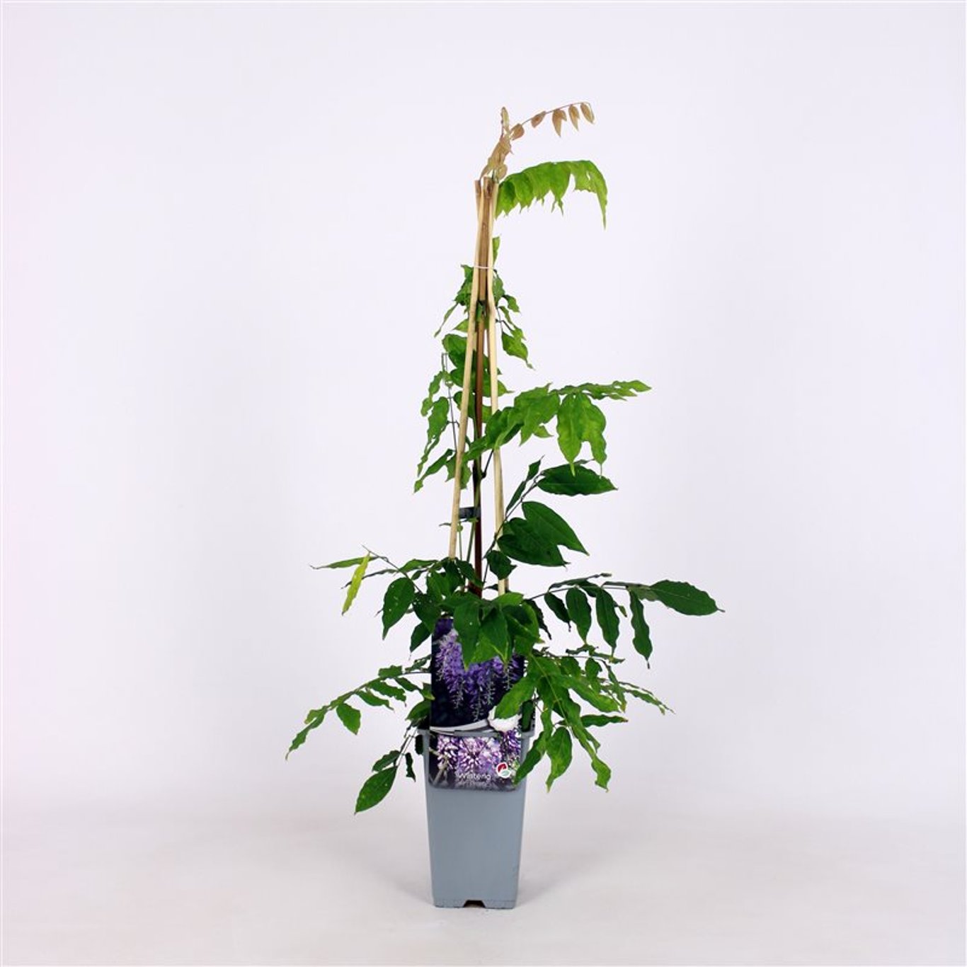 Wisteria sinensis 'Prolific' - C2 70/+ CM